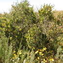 Image of Wiborgia fusca subsp. macrocarpa R. Dahlgren