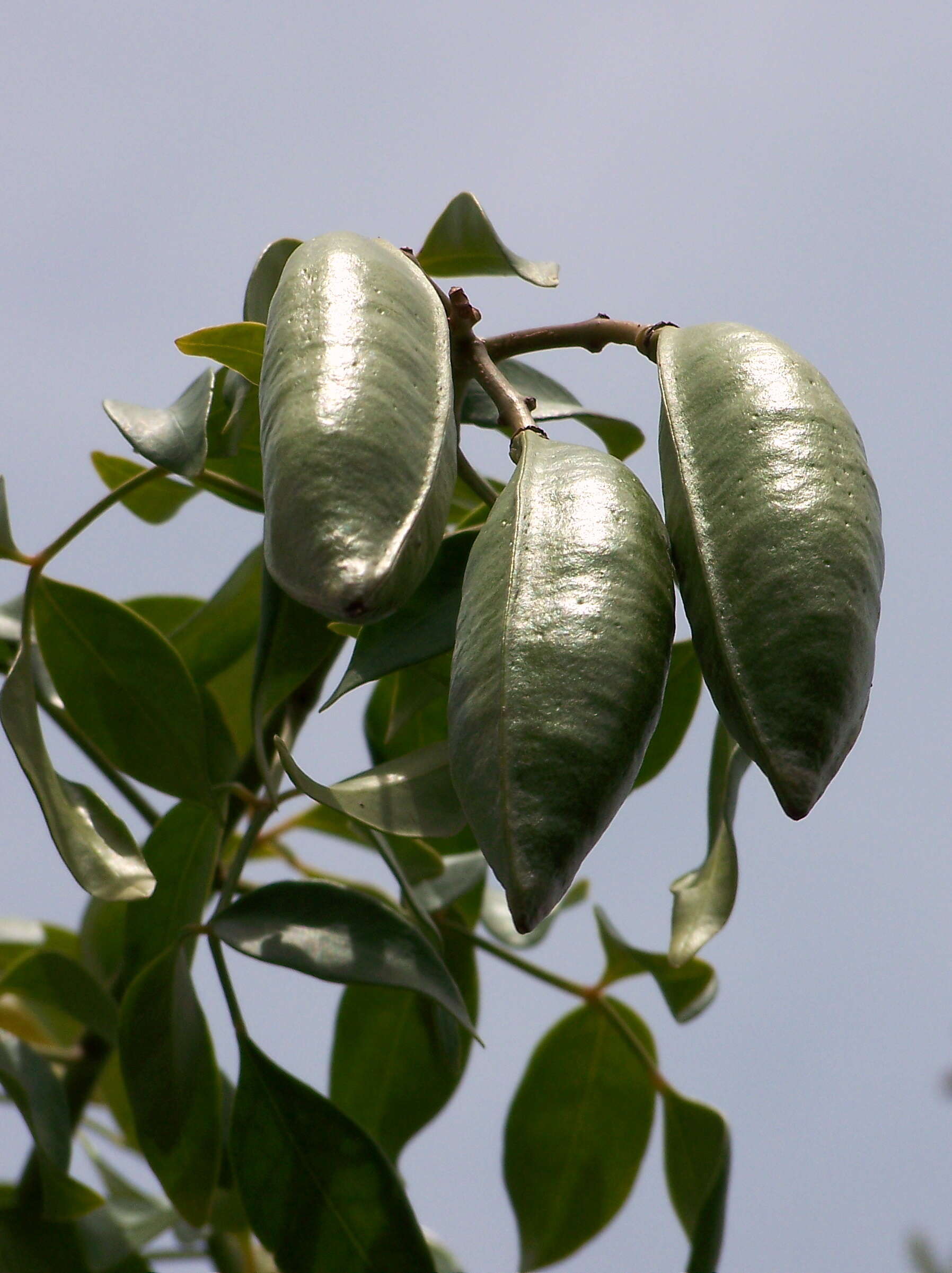 Image of Native Jasmine