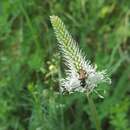 Paracorymbia maculicornis (Degeer 1775) resmi