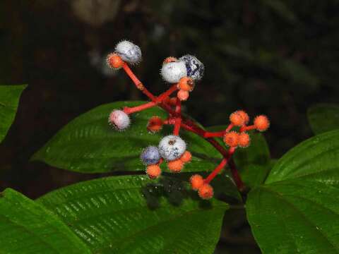 Image of Miconia ceramicarpa (DC.) Cogn.