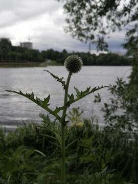 Image of tall globethistle