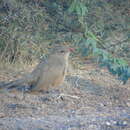 Image of Sirkeer Malkoha