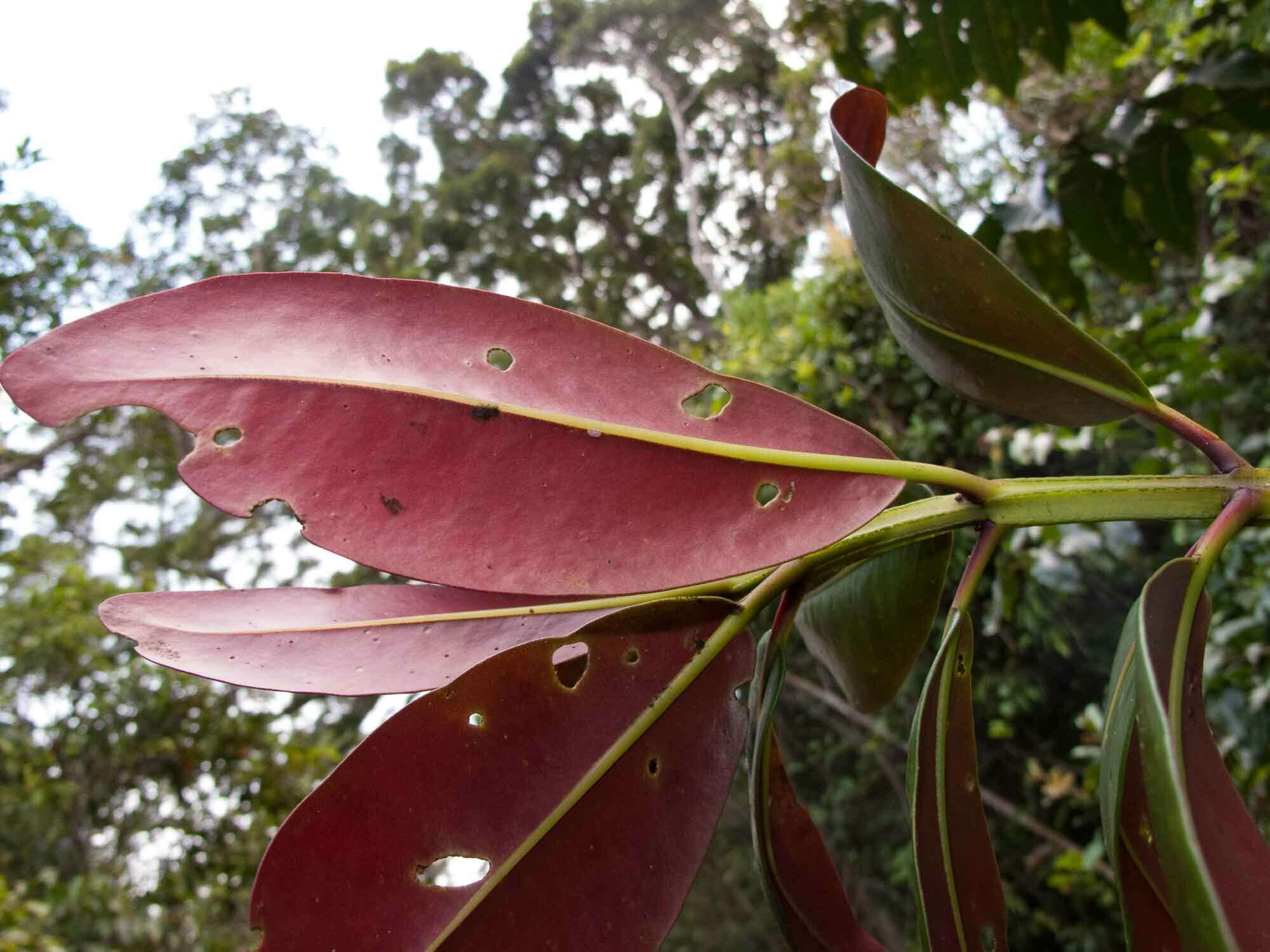 Sivun Metrosideros laurifolia Brongn. & Gris kuva