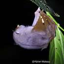 Image of Pallas's Tube-nosed Bat