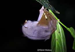 Image of Pallas's Tube-nosed Bat