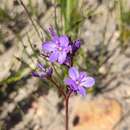 Imagem de Chamaescilla spiralis (Endl.) F. Muell.