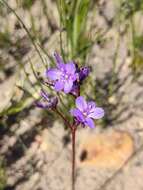 Chamaescilla spiralis (Endl.) F. Muell. resmi