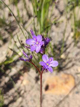 Image of Chamaescilla spiralis (Endl.) F. Muell.