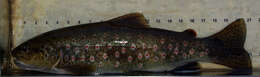 Image of Brown Trout