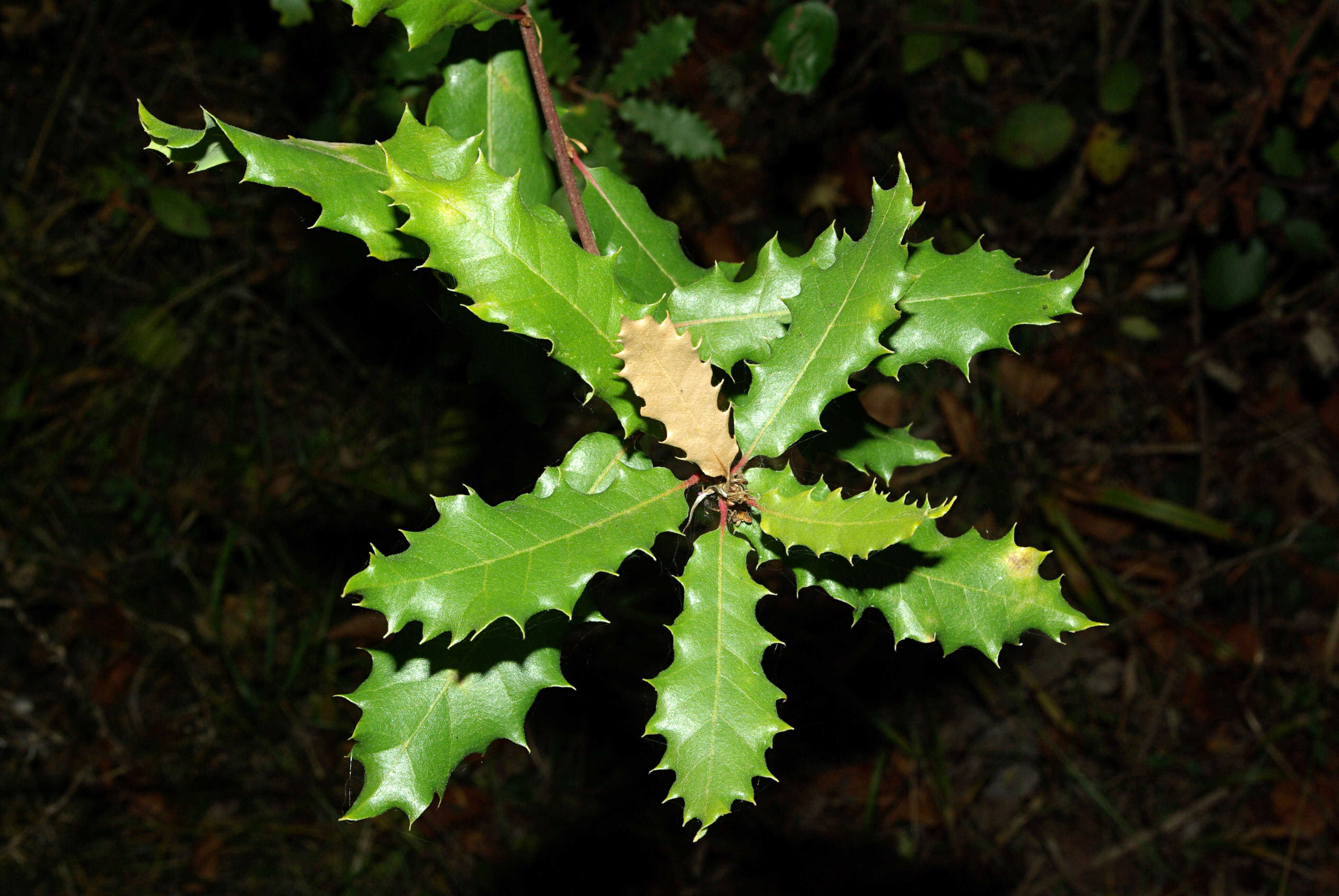 Image of Honeydew Oak