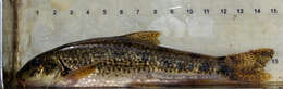 Image of Iberian gudgeon