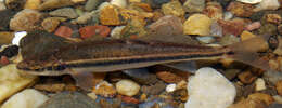 Image of Adour minnow