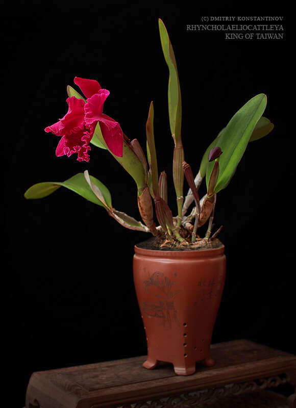 Image of × Rhyncholaeliocattleya