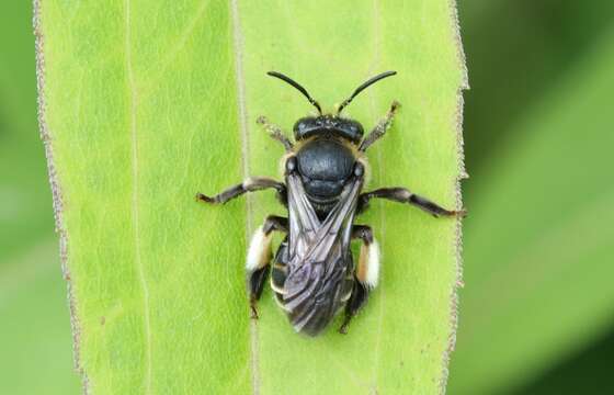 Image de Macropis europaea Warncke 1973