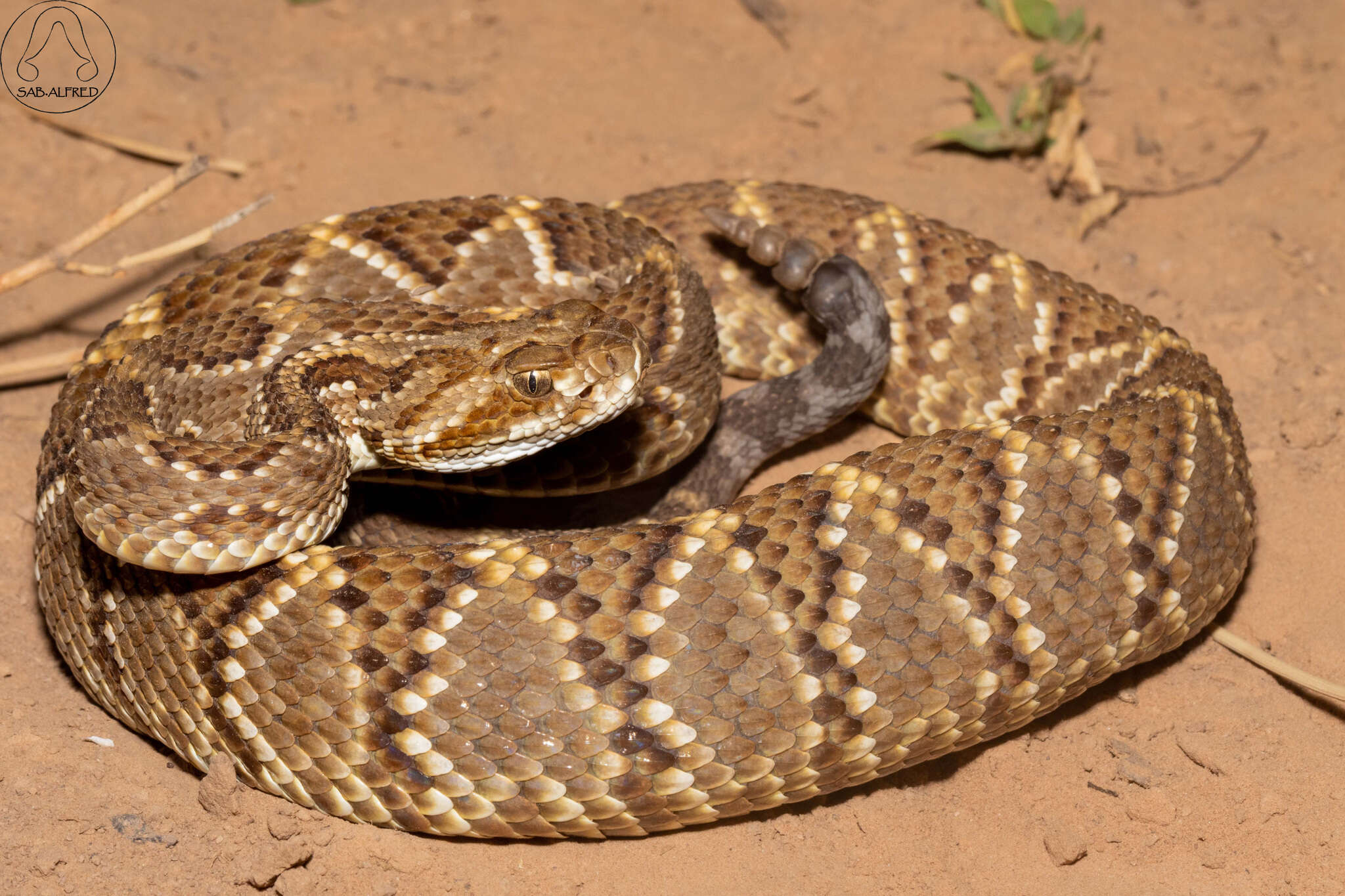 صورة Crotalus durissus terrificus (Laurenti 1768)