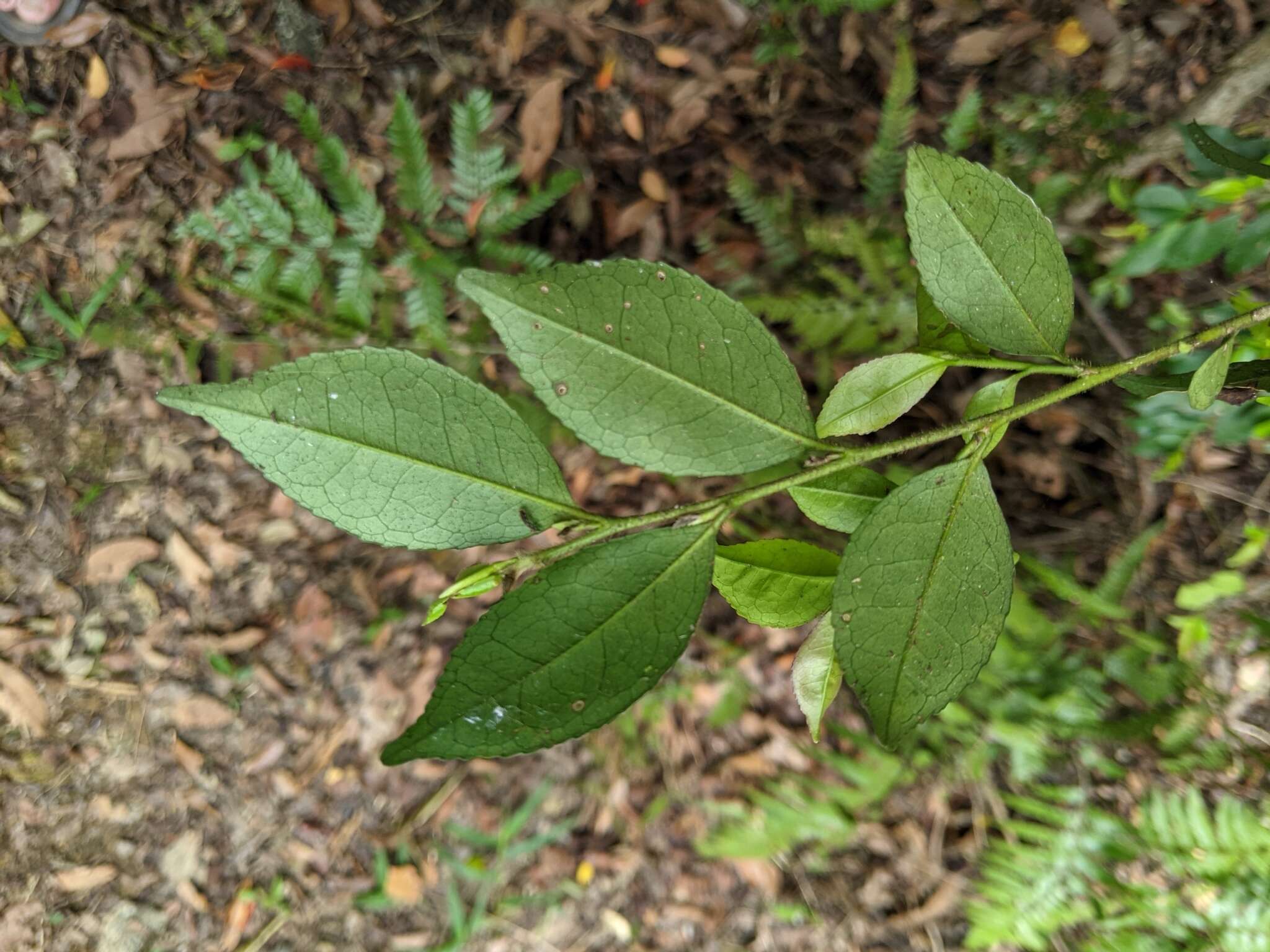 Image de Eurya leptophylla Hayata