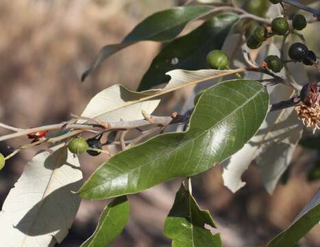 Image de Alphitonia excelsa (Fenzl) Benth.