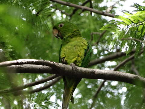 Image of Green Parakeet