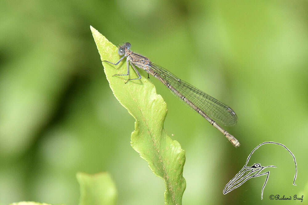 Image of Common Riverjack