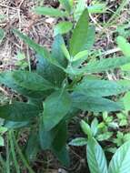 Image of azure blue sage