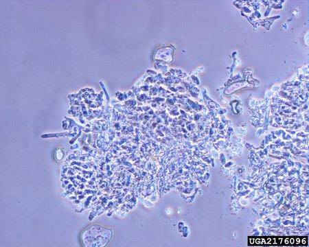 Image of <i>Podosphaera pannosa</i> (Wallr.) de Bary 1870