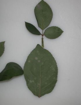Image of <i>Podosphaera pannosa</i> (Wallr.) de Bary 1870