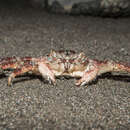 Image of scaly rock crab