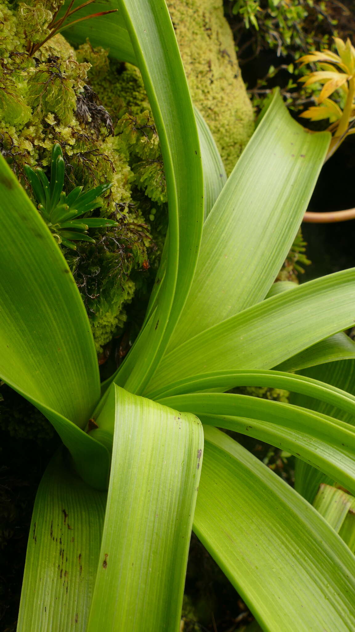 Image of Bulbinella rossii (Hook. fil.) Cheeseman