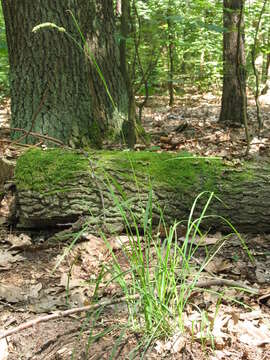 Image of Ascherson's orchardgrass