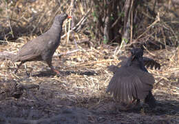 Image of Red-billed Francolin