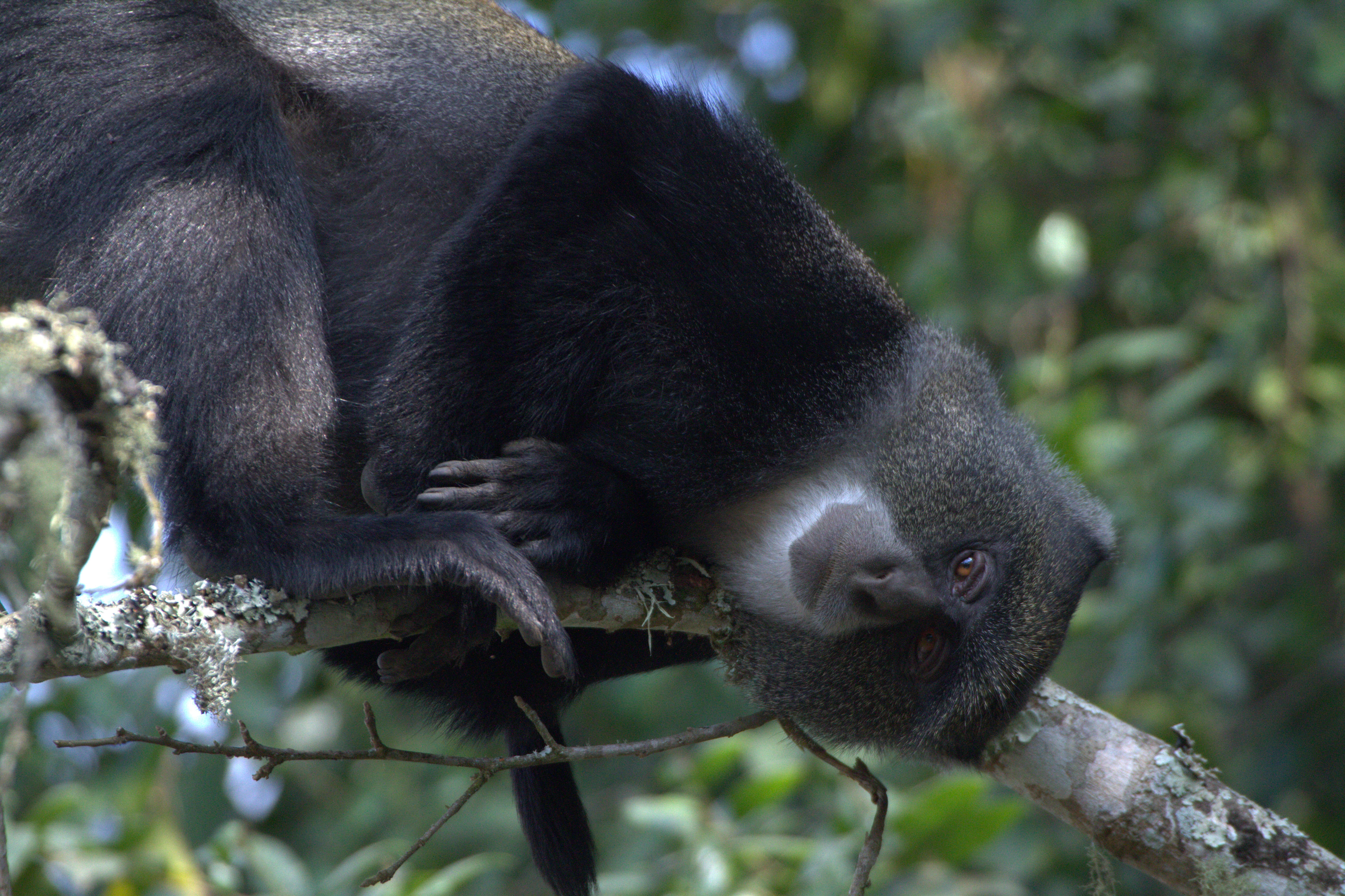 Image of blue monkey