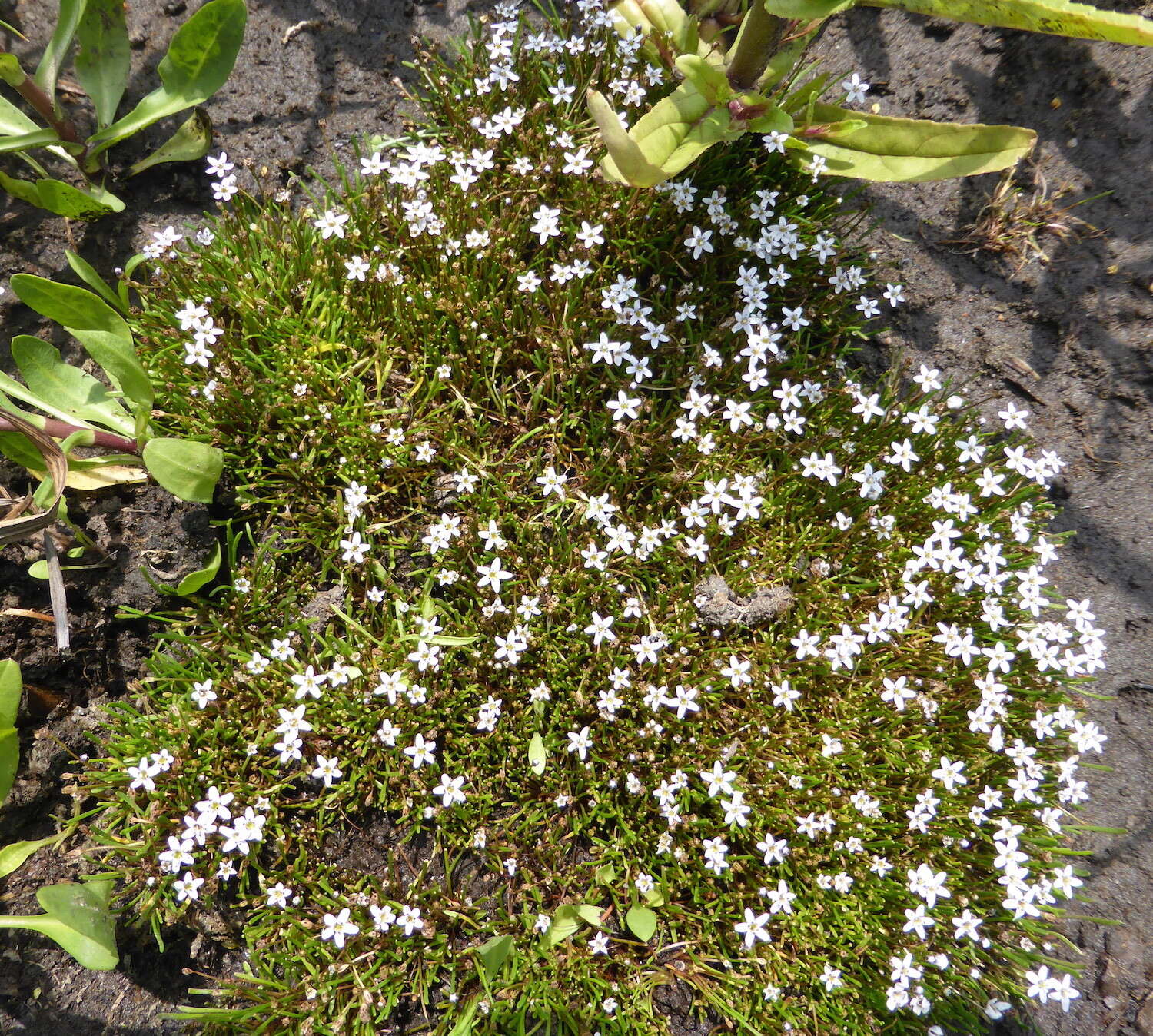 Sivun Limosella longiflora Kuntze kuva