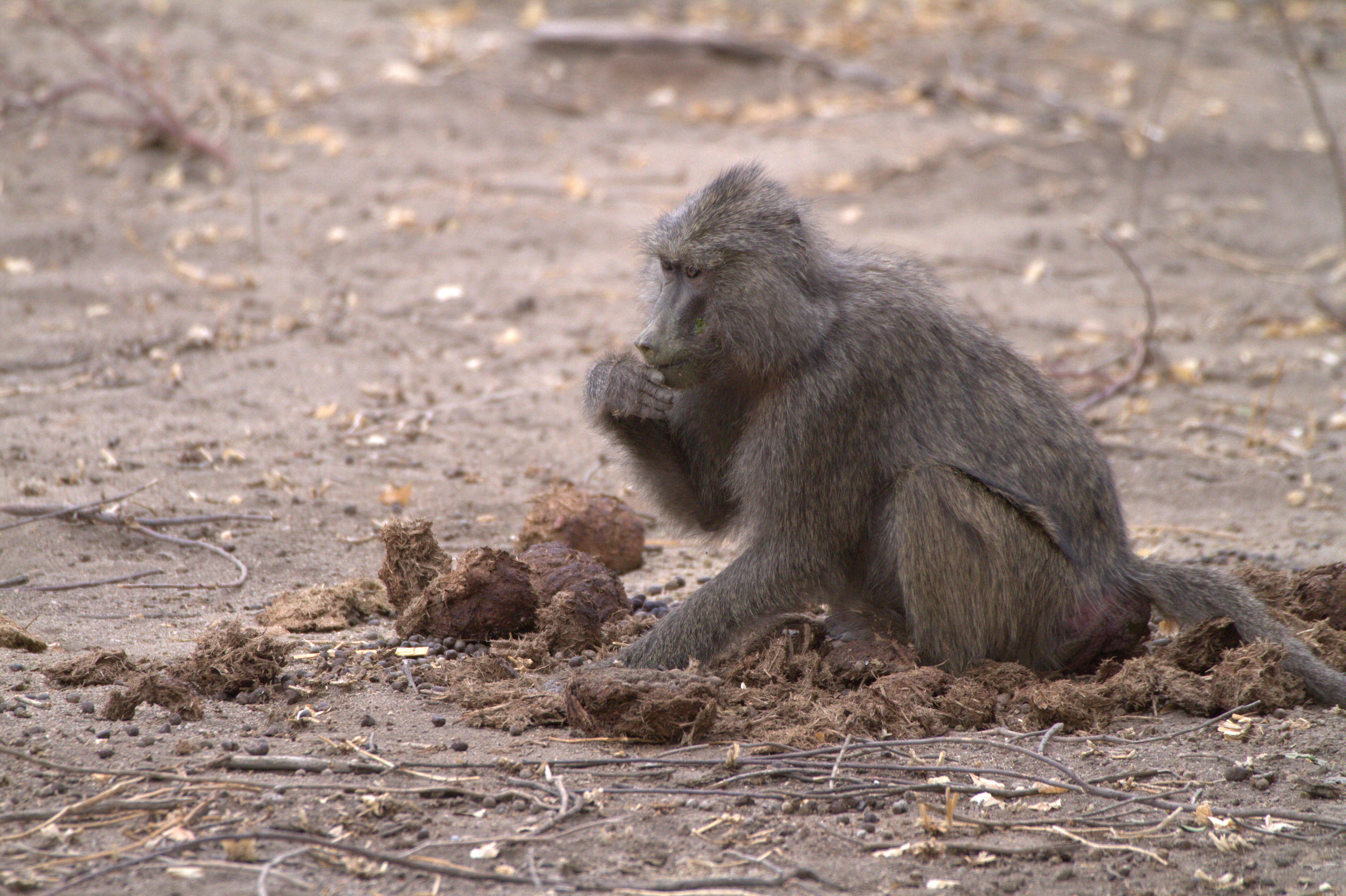 Image of Anubis Baboon