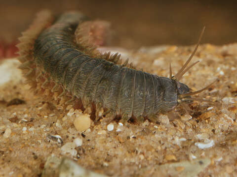 Image of Clam Worm