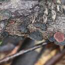 Image of Phaeotrametes decipiens (Berk.) J. E. Wright 1966