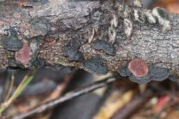 Image de Phaeotrametes decipiens (Berk.) J. E. Wright 1966