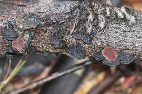 Imagem de Phaeotrametes decipiens (Berk.) J. E. Wright 1966