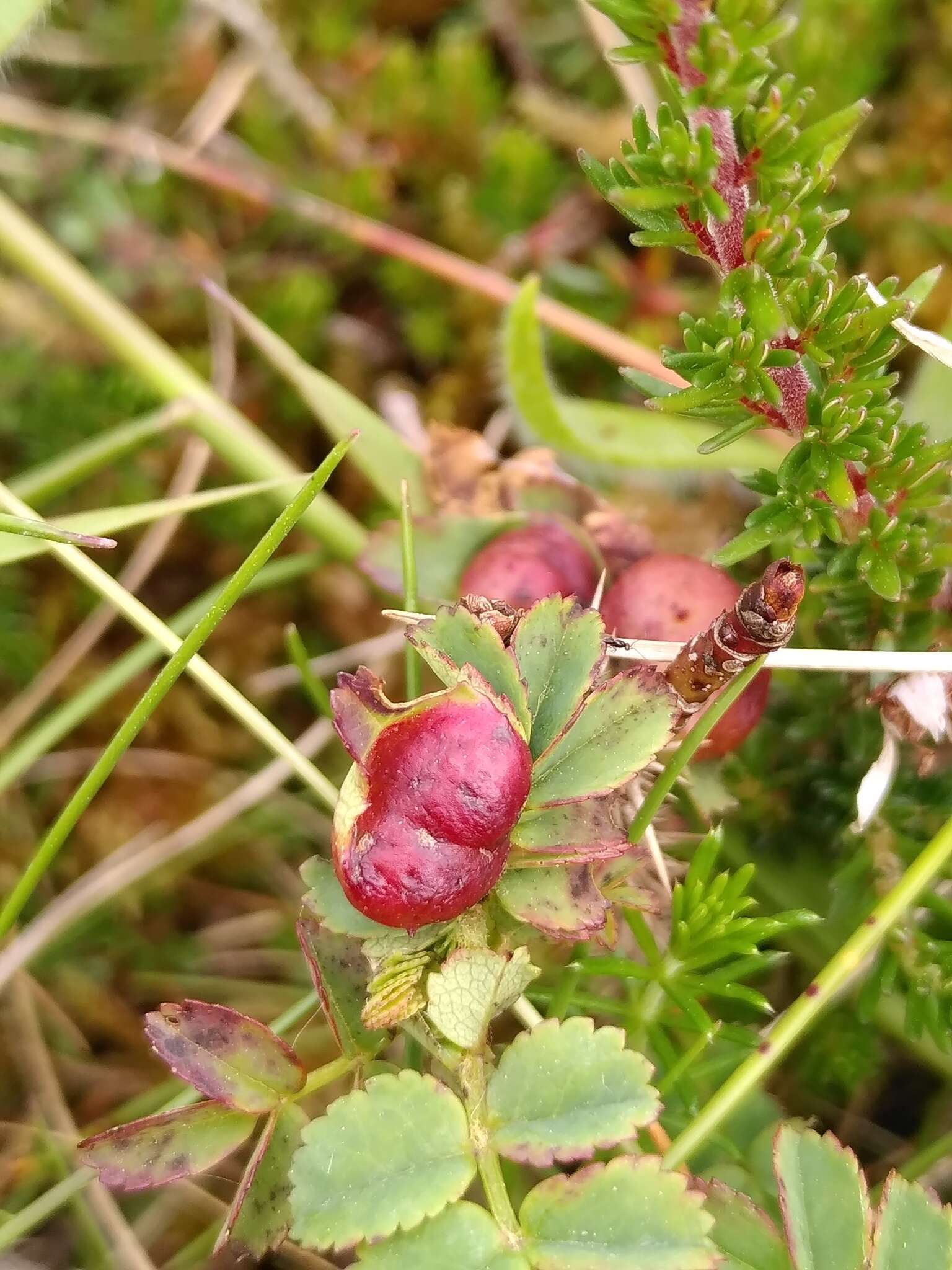 Plancia ëd <i>Diplolepis spinosissimae</i>