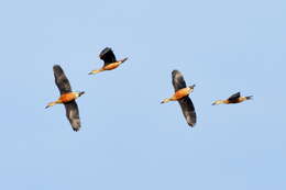 Image of Lesser Whistling Duck