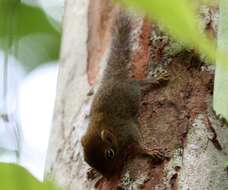 Image of Asian pygmy squirrel