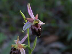 Image of Ophrys morisii (Martelli) G. Keller & Soó