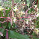 Image de Epidendrum volutum Lindl. & Paxton