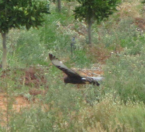 Image of Black Harrier