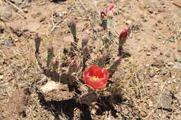 Image of twistspine pricklypear