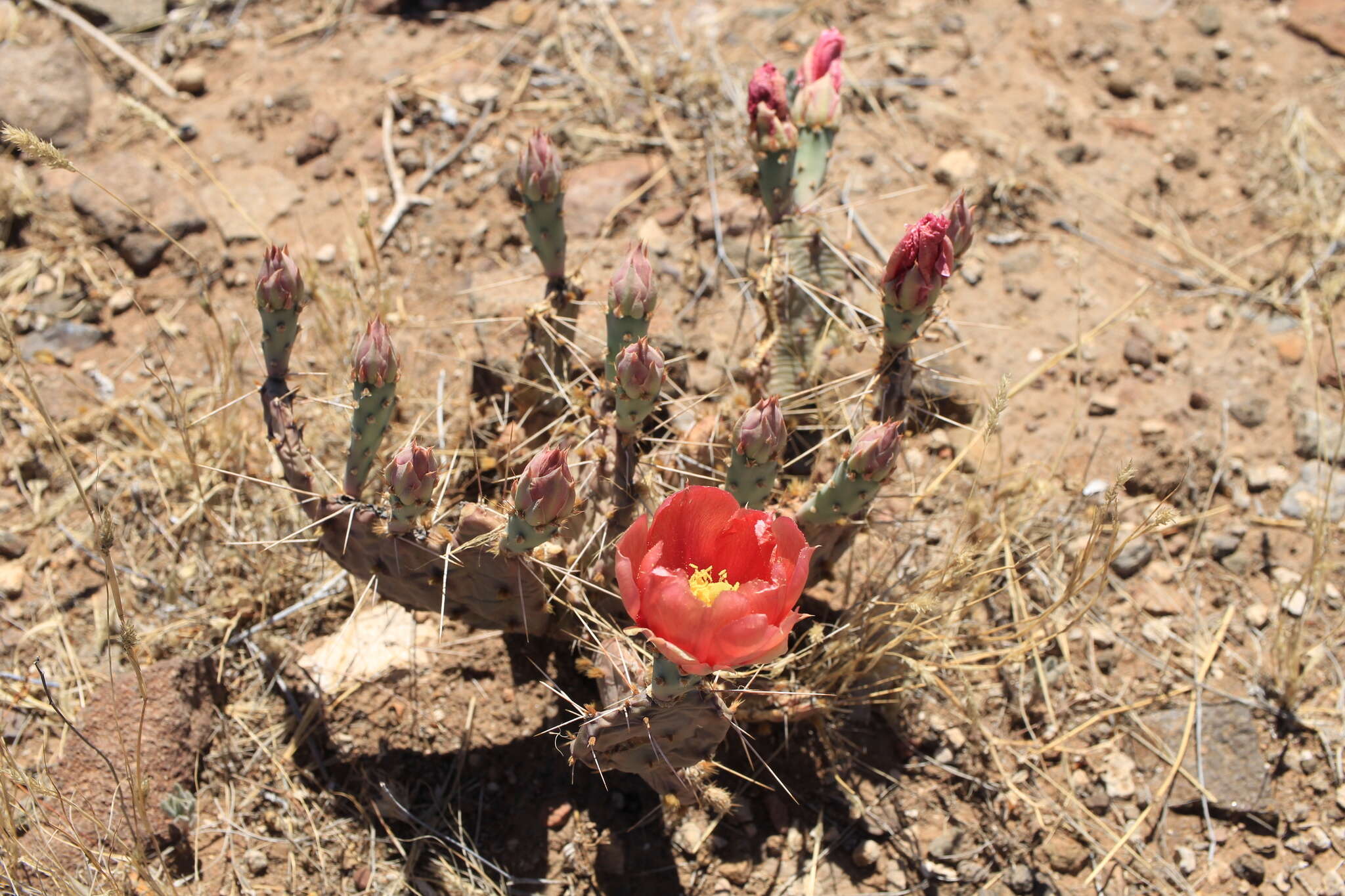 Image of twistspine pricklypear