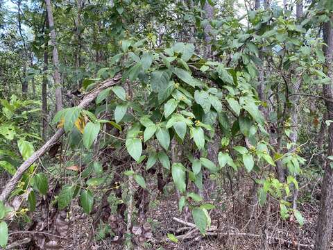 Image of Parsonsia velutina R. Br.