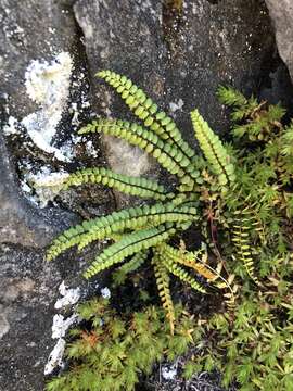 Plancia ëd Asplenium adulterinum Milde