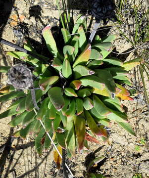 Imagem de Machairophyllum bijliae (N. E. Br.) L. Bol.