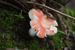 Image of Russula silvicola Shaffer 1975