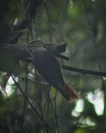 Image of White-browed Foliage-gleaner